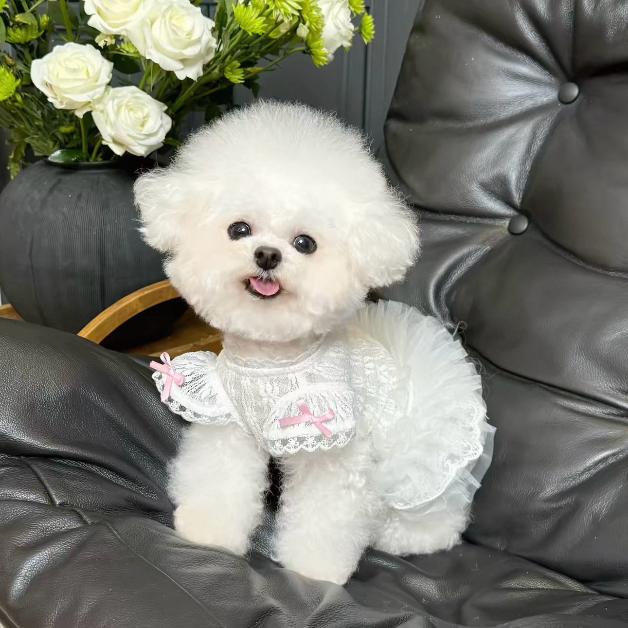 2026 Princess Style Pet Dress  - Lace Teddy Lingerie avaliação e preço