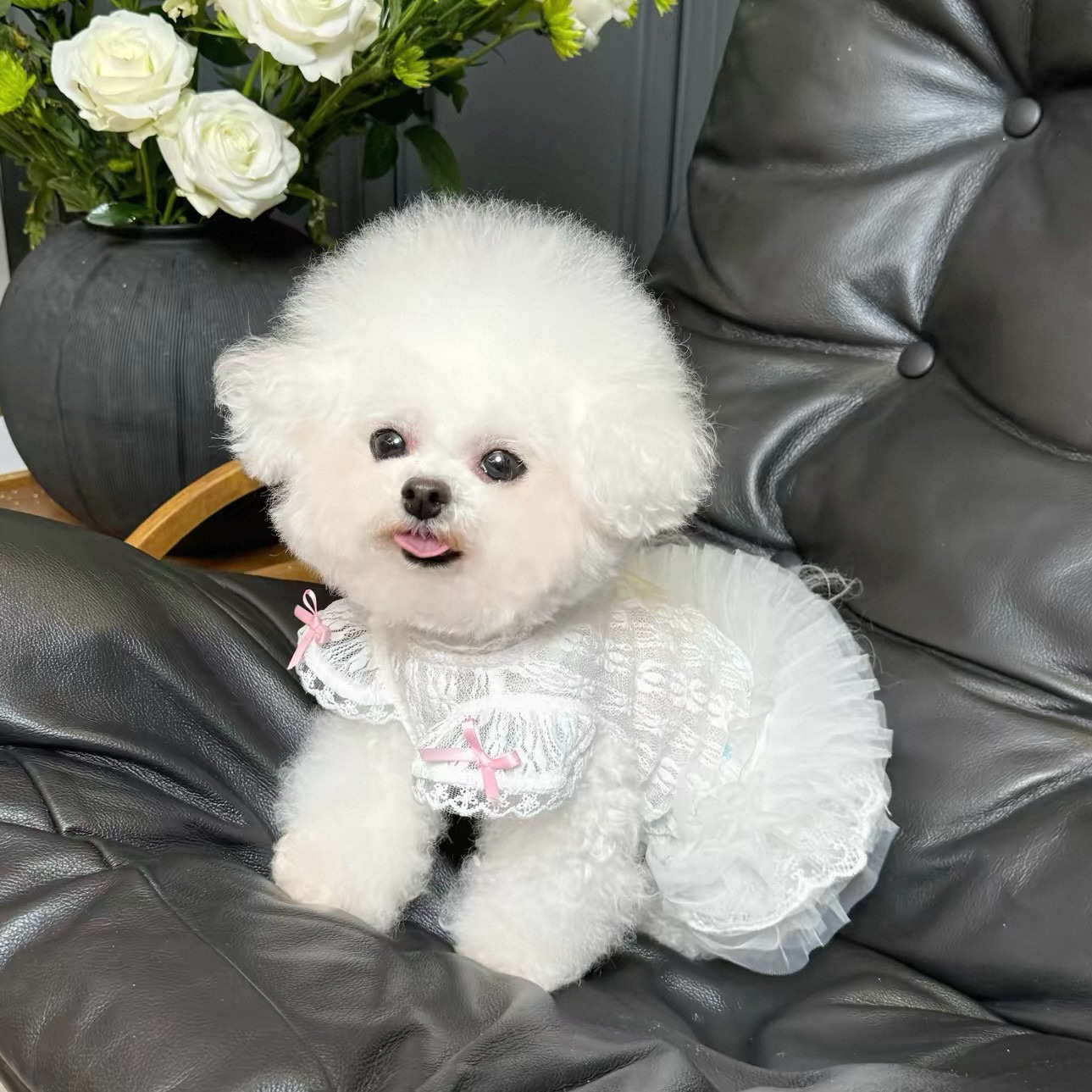 2026 Princess Style Pet Dress  - Lace Teddy Lingerie avaliação e preço